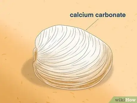 Image titled How Do Clams Reproduce Step 9