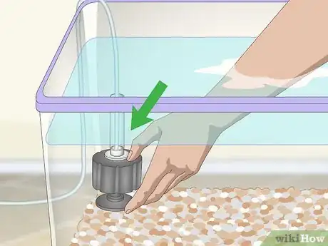 Image titled Care for African Dwarf Frogs Step 5