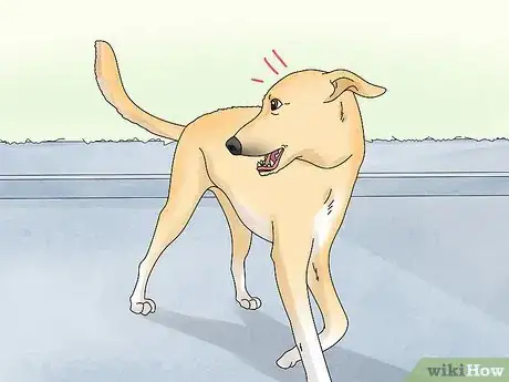 Image titled Identify a Potcake Dog Step 9