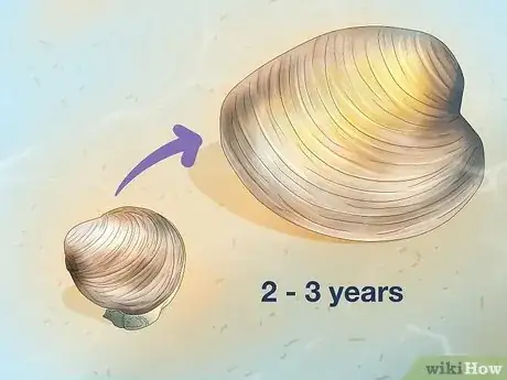 Image titled How Do Clams Reproduce Step 5