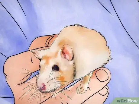 Image titled Get Rid of Fleas on Rats Step 4