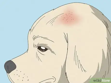 Image titled Treat Flea Bites on Dogs Step 1