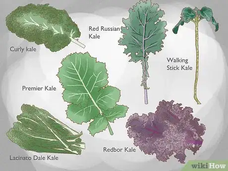 Image titled Grow Kale Step 1
