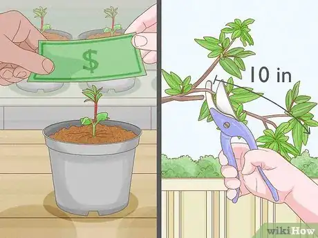 Image titled Grow a Pomegranate Tree Step 2