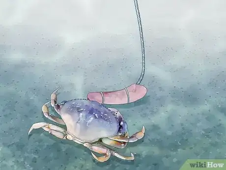 Image titled Catch a Crab Step 15