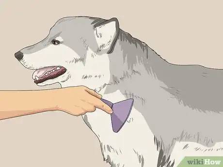 Image titled Groom a Siberian Husky Step 23