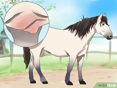 Image titled Clean a Mare's Female Parts Step 2