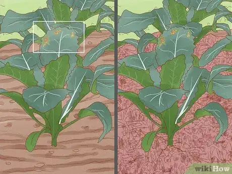Image titled Grow Kale Step 17