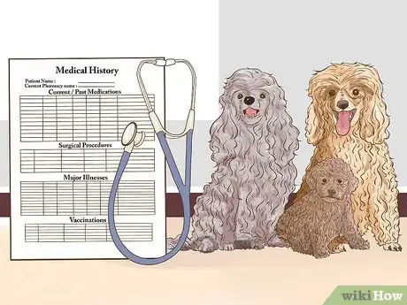 Image titled Choose a Poodle for Breeding Step 3