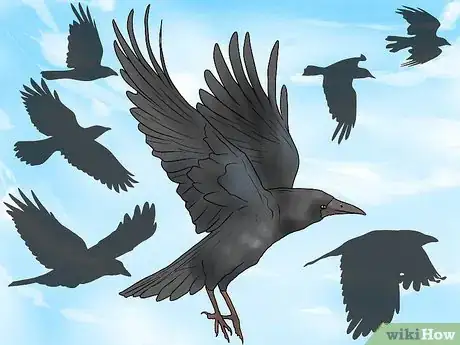 Image titled Tell the Difference Between Crows and Ravens Step 11