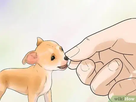 Image titled Take Care of a Teacup Chihuahua Step 2