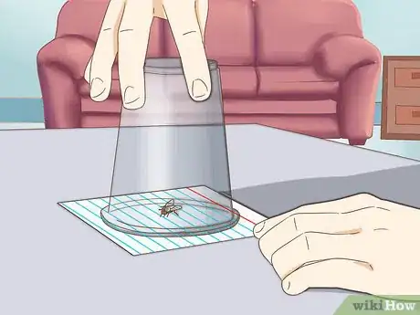 Image titled Catch Flies Step 11