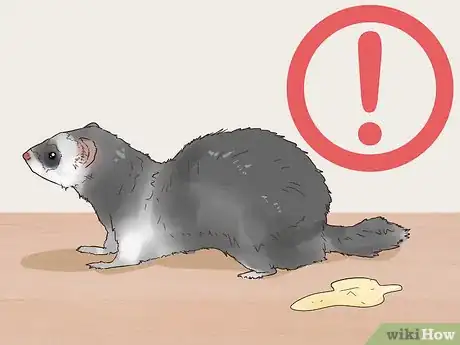 Image titled Spot Signs of Illness in a Ferret Step 4