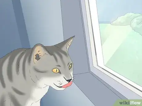 Image titled Why Do Cats Chatter Step 3