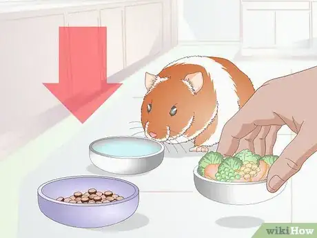 Image titled Make Your Hamster Happy Step 1