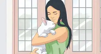 Get a Cat for a Pet