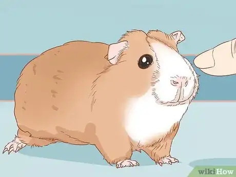 Image titled Help Your Guinea Pig Adjust to You Step 8