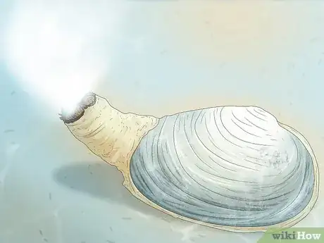 Image titled How Do Clams Reproduce Step 1