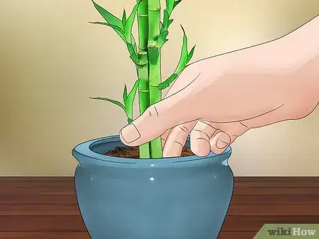 Image titled Care for an Indoor Bamboo Plant Step 4