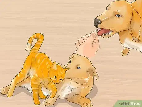 Image titled Make Your Dog Like Your Cat Step 16