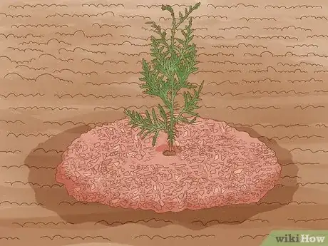 Image titled Plant Cedar Trees Step 15