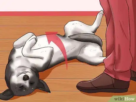 Image titled Rub a Dog's Tummy Step 2