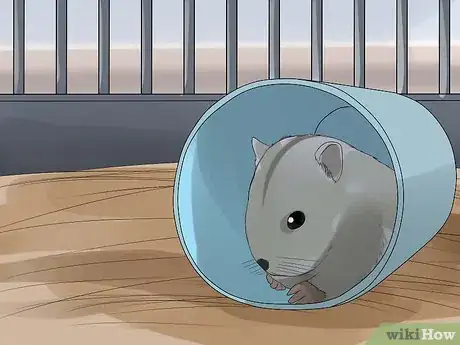 Image titled Care for Chinese Dwarf Hamsters Step 3