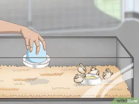 Image titled Care for Quail Chicks Step 5