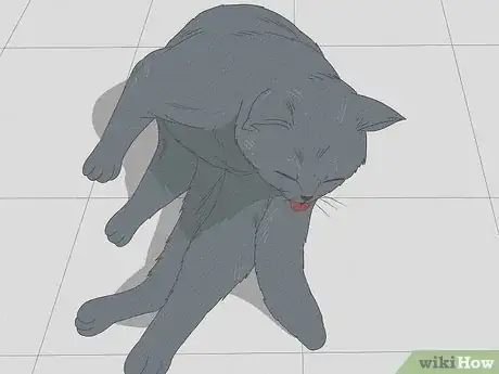 Image titled Identify a Russian Blue Step 12