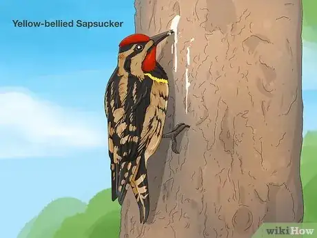 Image titled Why Do Woodpeckers Peck Wood Step 1