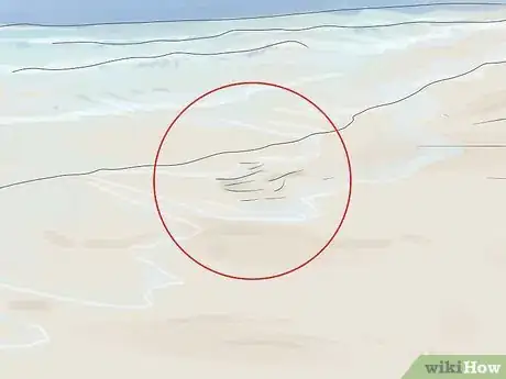 Image titled Catch Sand Crabs Step 3