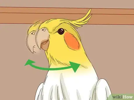 Image titled Understand Cockatiel Gestures Step 13