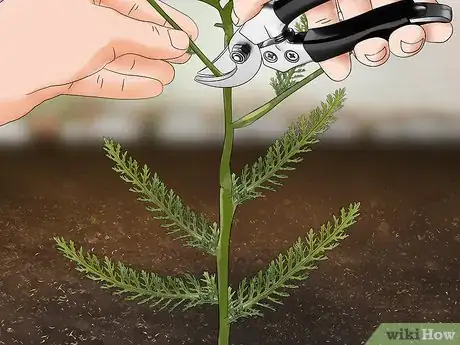 Image titled Grow Yarrow Step 10