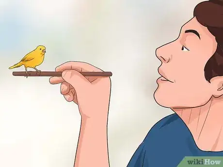 Image titled Train Your Canary Step 10