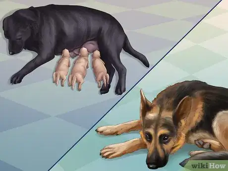 Image titled Help Your Dog After Giving Birth Step 12