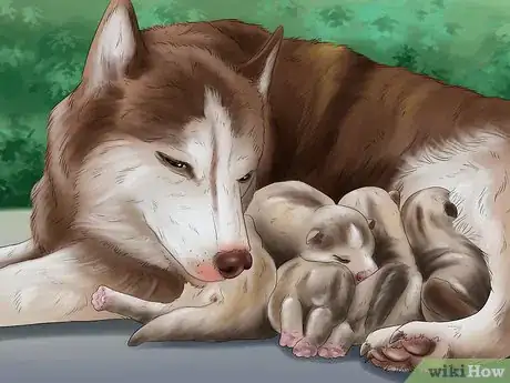 Image titled Help Your Dog After Giving Birth Step 16