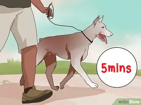 Image titled Improve Your Dog's Show Ring Gait Step 14