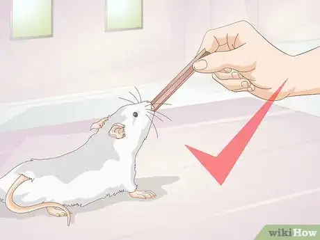 Image titled Know if Your Rat's Teeth Are Too Long Step 9