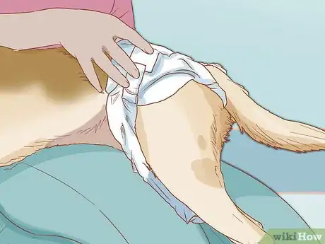 Image titled Diaper Your Dog with Disposable Dog Diapers Step 5