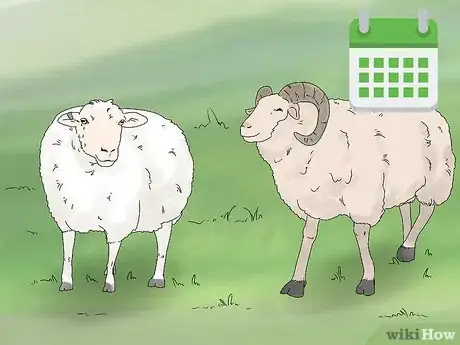 Image titled Breed Sheep Step 11