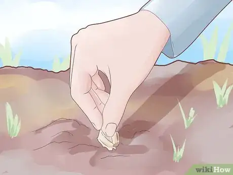 Image titled Plant Garlic Step 1