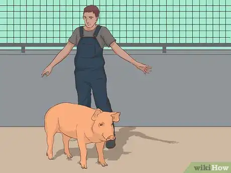 Image titled Hogtie a Pig Step 1