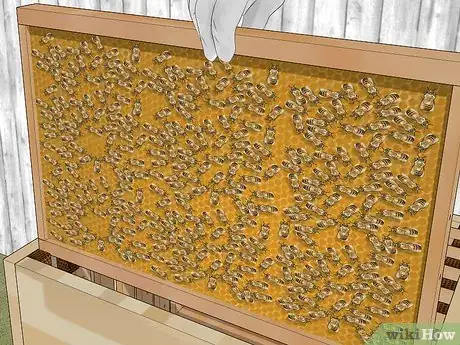 Image titled Become a Beekeeper Step 15