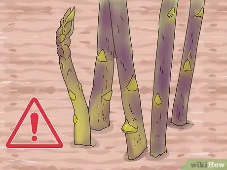 Image titled Grow Purple Asparagus Step 11