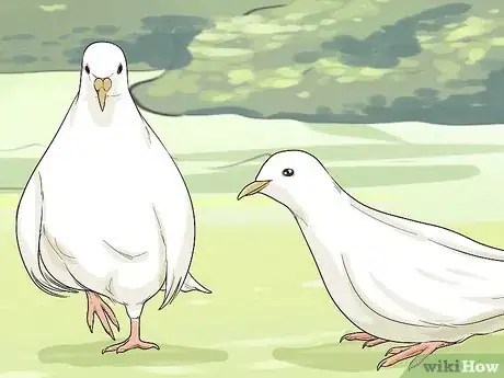 Image titled Keep Doves Entertained Step 11