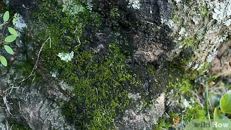 Image titled Make Moss Graffiti Step 1