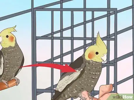 Image titled Get Your Cockatiel to Stop Laying Eggs Step 6