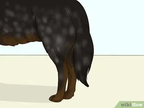 Image titled Identify an Australian Cattle Dog Step 5