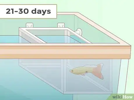Image titled Feed Guppies Step 9