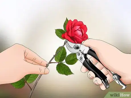 Image titled Replant a Rose Step 11